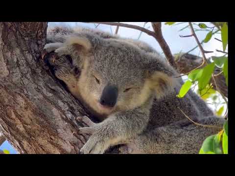 Trek & Sail with Destination Adventure and Pilgrim Sailing Magnetic Island