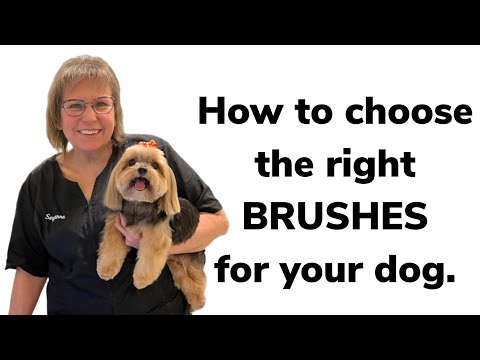 HOW to BRUSH your DOG & HOW to CHOOSE the right...