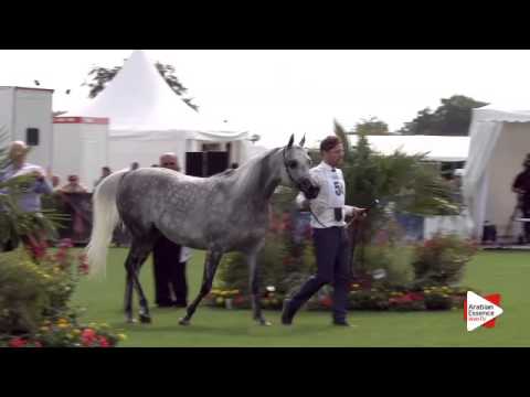 N.54 CHAOS PERSEFONA - Chantilly 2015 ABCE - Mares 6 years and above (Class 5)