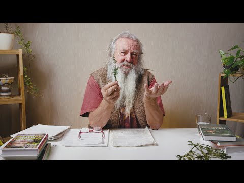 Der Wacholder - Eine wichtige Räucherpflanze