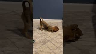 Video preview image #1 Chihuahua-Unknown Mix Puppy For Sale in Westmont, IL, USA