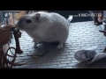 Sprechende Mäuse zwischen Schleich Figuren (Beschreibung lesen!) Sprechende Mäuse zwischen Schleich Figuren (Beschreibung lesen!)