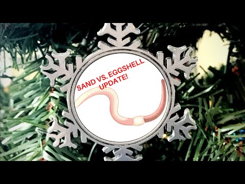 Sand vs. Eggshell Reproduction Experiment (Does Calcium Matter?) #redwiggler #wormbin