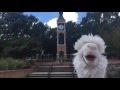 The Weakerthans - Wellington's Wednesdays (Music Video)