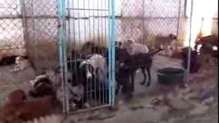 preview picture of video 'Dog Shelter - Kutaisi, Georgia  (video 1)'