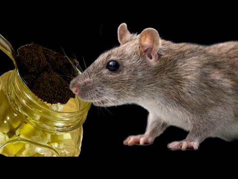 Just 1 drop and mice and rats will disappear immediately! Get rid of rodents.