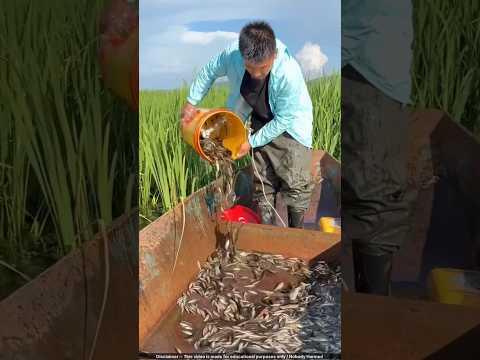 मछली पकड़ने का सबसे खतरनाक तरीका 😯 #fishing #traps