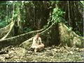 Documentary Nature - A Portrait of the Earth - Jungle