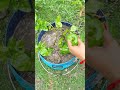 How We Can Grow Mogra Jasmine Plant From Cutting