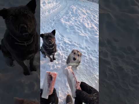 He Sliced Solid Ice Fish to Feed His Dogs! 🔪🐟 #shorts