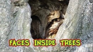 preview picture of video 'Amazing Faces Inside Holes In The Trees at Halifax Public Gardens'