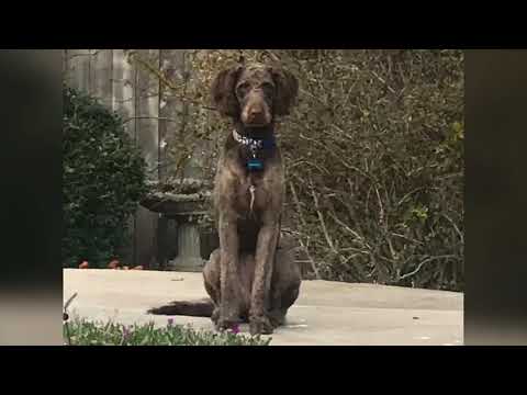 Becca-TX, an adopted Standard Poodle & Labrador Retriever Mix in Houston, TX_image-1