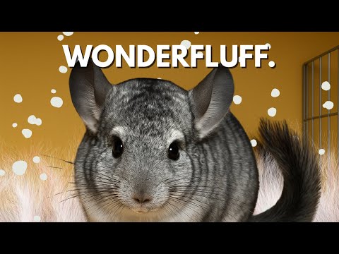 What is a Chinchilla, Really? | A Short Documentary