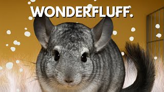 What is a Chinchilla, Really? | A Short Documentary