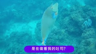 墾丁自由潛水被魚瞪
