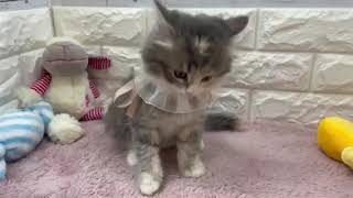 サイベリアンの動画01