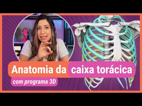 ANATOMY OF THE RIB CAGE! With 3D program