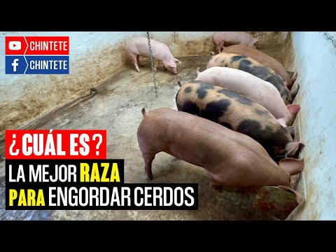 , title : 'Las Mejores Razas para ENGORDAR CERDOS'