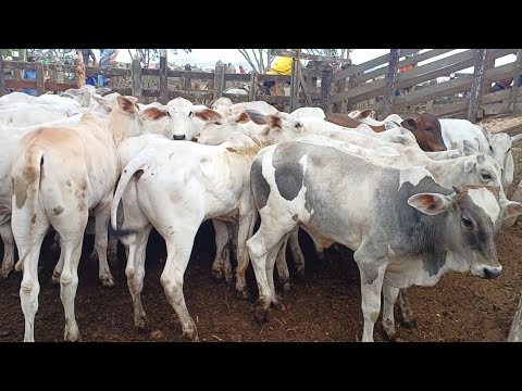 FEIRA DE GADO DE CAMPO GRANDE-AL 17/01/2026 #nordeste 