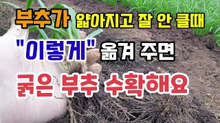 잘 자라던 부추가 얇아지고 안클때 "이렇게" 부추뿌리를 옮겨심어주면 굵은부추 수확 부추포기나누기 부추밭만들기