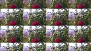 Angels  :  Syd Straw  :  The Golden Palominos