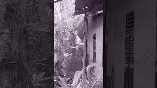 Download lagu #pocox5pro #kucing #shorts mp3