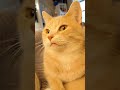 Tampa The Orange Tabby Cat Chilling Relaxing And Purring Before Bedtime Pet Friendly