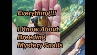 Everything I Know About Breeding Mystery Snails