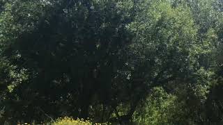 Wildflowers &amp; Reggae