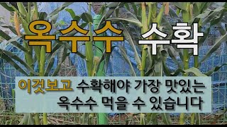 옥수수 이것 보고 수확해야 가장 맛있는 옥수수 먹을 수 있습니다. #옥수수 수확 시기 #옥수수 가꾸기.