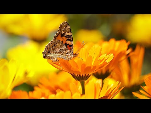 Top Most Beautiful Butterflies | Beautiful butterflies relaxing music and nature sounds.
