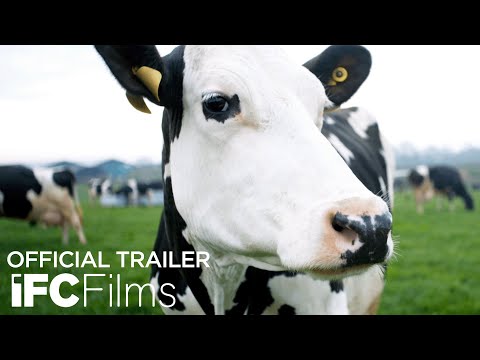 Cow ( İnek ) Cow ( İnek )