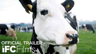 Cow (2022) Video