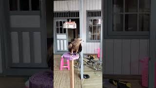 Download lagu cara melatih BK #elangbondol #melatihelang #burung #burungpemangsa #bondol #fyp #fypシ #elang mp3