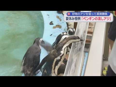 YouTube Video 「ペンギンの流しアジ」　26羽が熱い戦い…最多は2歳のメスの11匹　静岡・沼津市「あわしまマリンパーク」
