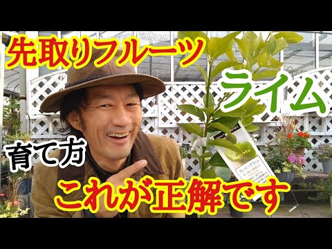 ライムヒソップ 植物