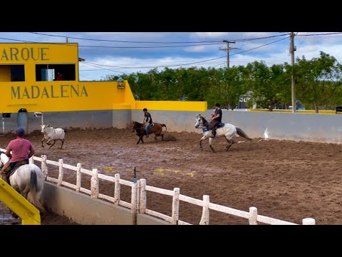 Especial de Vaquejada - Mano Walter - Repertório NOVO #SÓVAQUEJADA