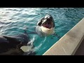 Orcas Enjoying Ice Cubes