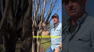 Got Moldy Trees? Find Out Why and Get Pro Tips