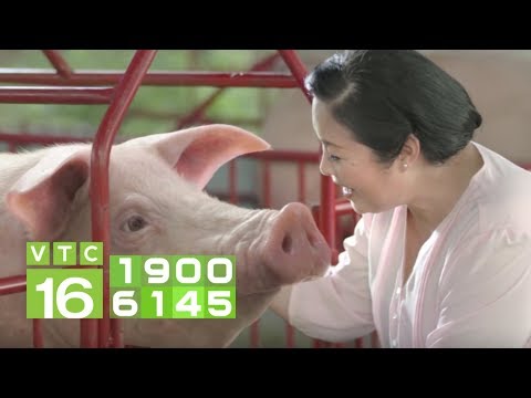 , title : 'Kỹ thuật chăm sóc lợn nái mang thai | VTC16'