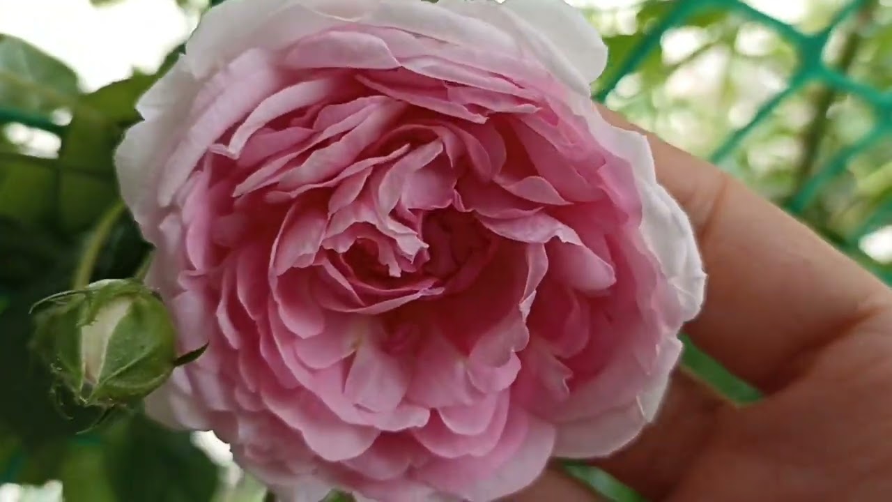 Роза Жасмина