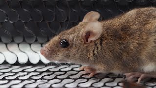 Carl Azuz gameplay video by EBarron25, 10:06 duration