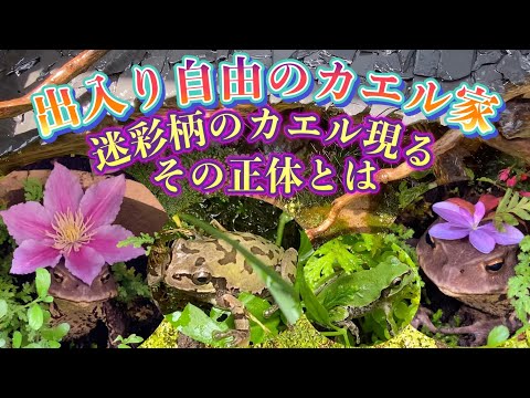 飛行と迷彩の間のカエル