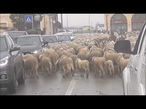 PECORE SULLA STRADA 12 3 2018