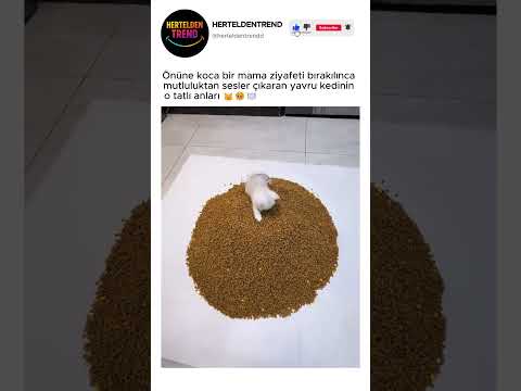 Önüne koca bir mama ziyafeti bırakılınca mutluluktan sesler çıkaran yavru kedinin tatlı anları 🐱🥹🍽️