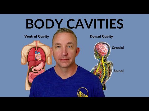Understanding Body Cavities