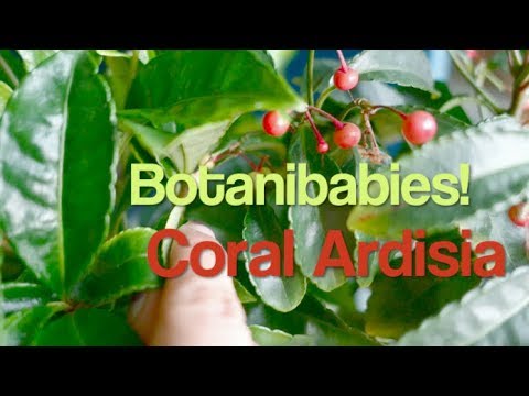 , title : 'Coral Ardisia Plant Care'