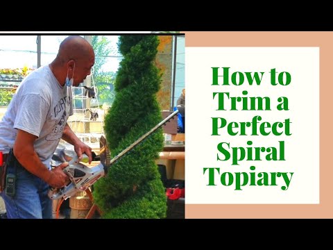 How to Trim a Perfect Spiral Topiary