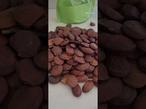 Dried brown pongamia pinnata tree seed (pungam tree), for ag...
