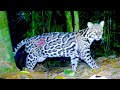 Trail Cam Videos 1000 Hours In The Jungle Rain Forest Animals